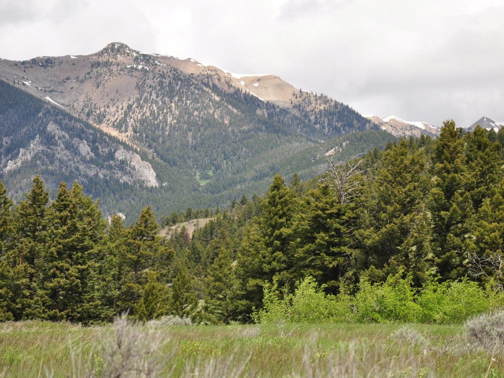 A scenic view of recreational land with tall evergreen trees in the foreground and a rugged mountain range covered with scattered snow patches in the background, under a cloudy sky.
