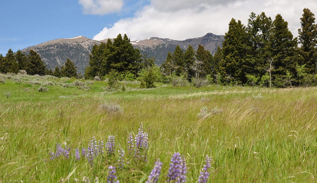 A grassy meadow with purple wildflowers in the foreground, pine trees in the midground, and snow-capped mountains in the background under a partly cloudy sky—an ideal cattle ranch or hunting property.