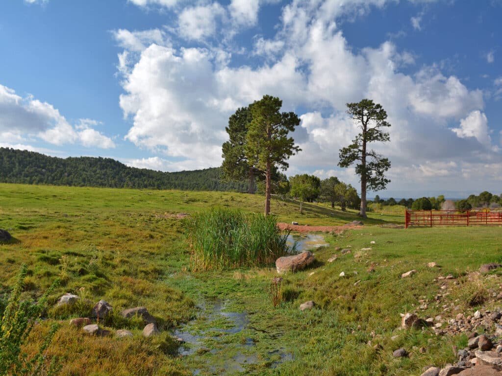 A grassy field with patches of water, tall green reeds, large rocks, scattered trees, and a wooden fence under a blue sky. Forested hills in the background make this an ideal cattle ranch or hunting property.