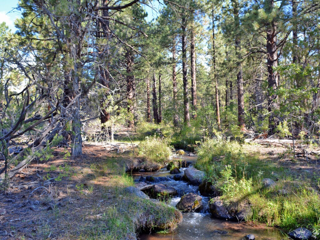 A small stream flows over rocks through a sunlit forest with tall pine trees and green undergrowth—ideal recreational land for those seeking nature’s beauty on a bright day.