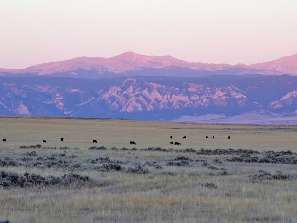 Cattle graze on a wide, grassy plain with low shrubs, set against distant purple-and-blue mountains under a soft pastel sky at dusk—perfect recreational land or ideal ranch for sale.