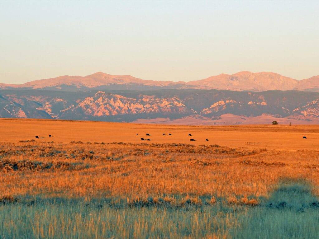 Golden grasslands stretch into the distance under soft sunlight, with a herd of cattle grazing. Mountain ranges with rocky patterns rise in the background, creating an inviting view for those seeking ranch for sale or recreational land.