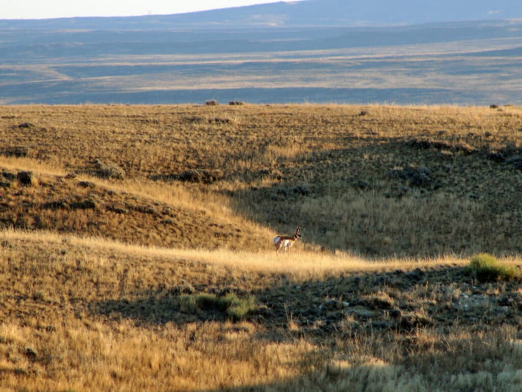 A lone pronghorn antelope stands in tall golden grass on a sunlit prairie, highlighting the beauty of this prime recreational land with rolling hills and a vast, open landscape in the background.