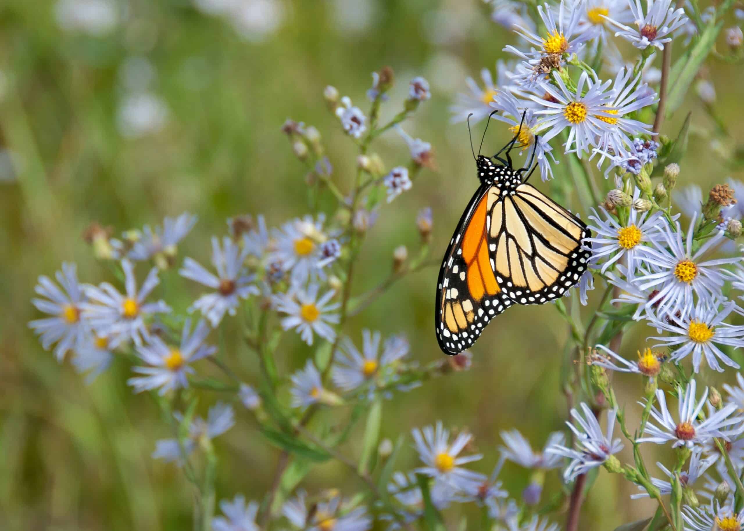 A monarch butterfly with orange and black wings rests on a cluster of light purple wildflowers in a green meadow, highlighting the natural beauty often found on a scenic cattle ranch.