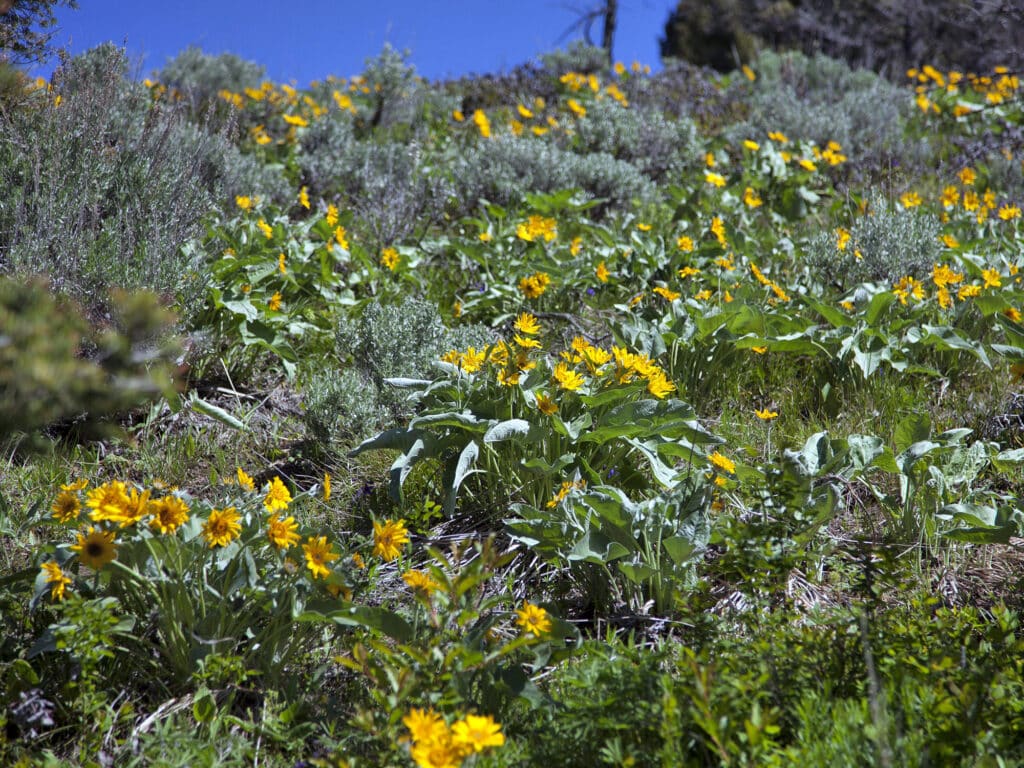 A hillside covered with lush green plants and clusters of bright yellow wildflowers sets the perfect backdrop for this recreational land, all beneath a clear blue sky on a sunny day.