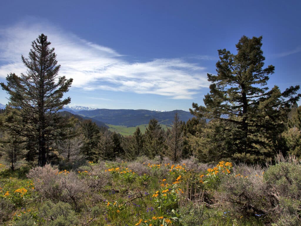 Mountain landscape with tall pine trees, wildflowers, and shrubs in the foreground. Snow-capped peaks rise in the distance beneath a blue sky with wispy clouds—ideal recreational land or hunting property.