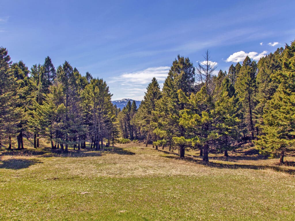 A grassy clearing surrounded by tall evergreen trees under a bright blue sky, with snow-capped mountains in the distance. Sunlight casts soft shadows, making this an ideal piece of recreational land or ranch for sale.