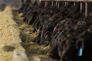 blog-co1_img_6590_cows_feeding_lot_cattle_operation