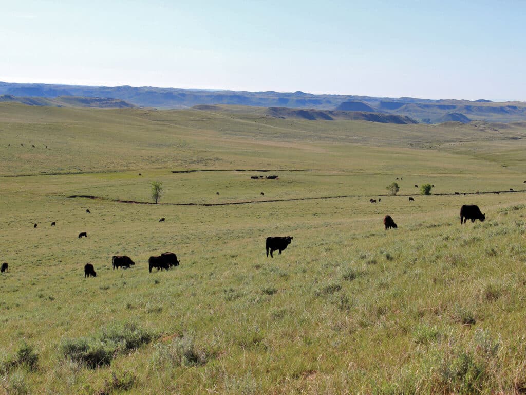 Cattle graze on a vast, grassy plain under a clear sky, with rolling hills and distant ridges in the background—ideal for a cattle ranch or those seeking land for sale.