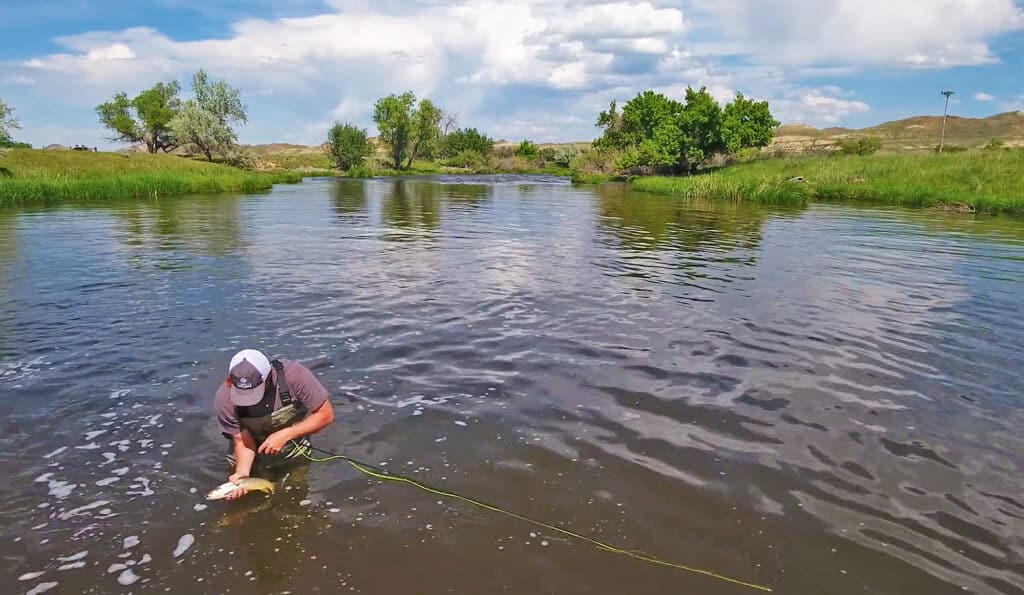 A person wearing a cap kneels in a shallow river on recreational land, holding a fishing rod and a fish. Trees and grassy banks line the water under a partly cloudy sky.