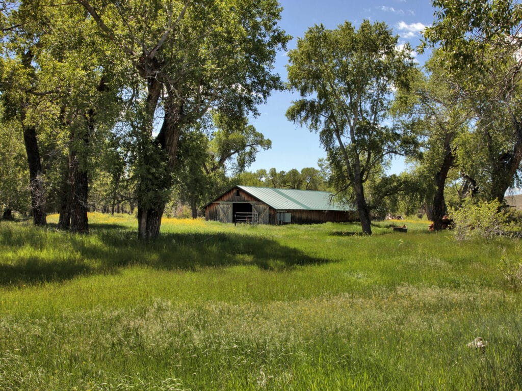 A rustic barn with a green roof sits among tall trees in a lush, sunlit grassy meadow under a clear blue sky, perfect for a cattle ranch or land for sale.