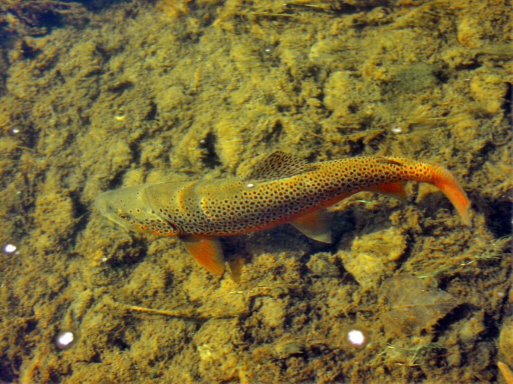 A brown trout with dark spots and an orange-tinted tail swims in clear, shallow water over a rocky, algae-covered bottom—an inviting scene for those seeking recreational land or hunting property.