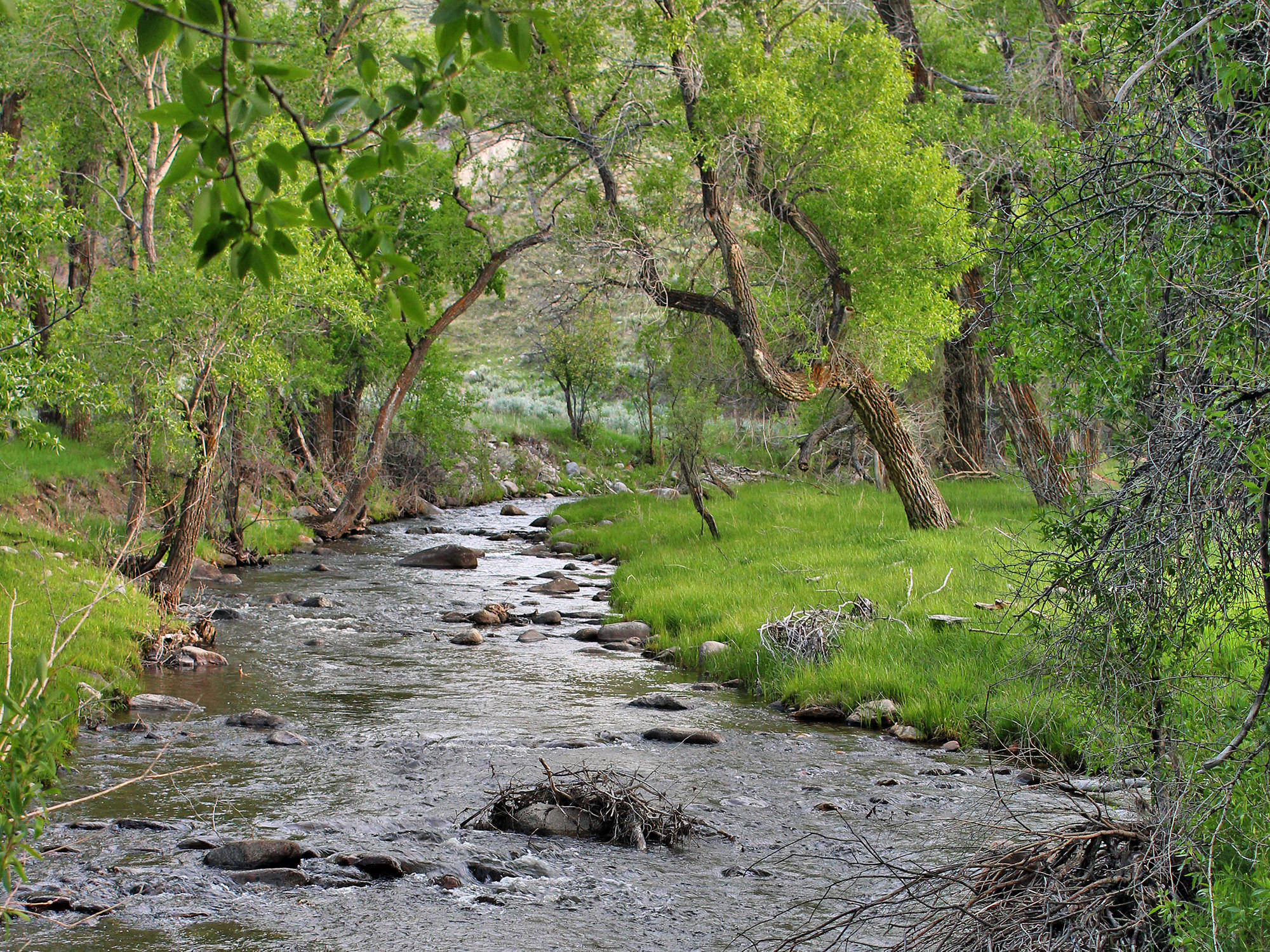 A shallow creek flows through a lush, green forest with leafy trees and grass on both sides. Rocks and fallen branches are scattered in the water, making this peaceful scene perfect for those seeking recreational land or unique hunting property.