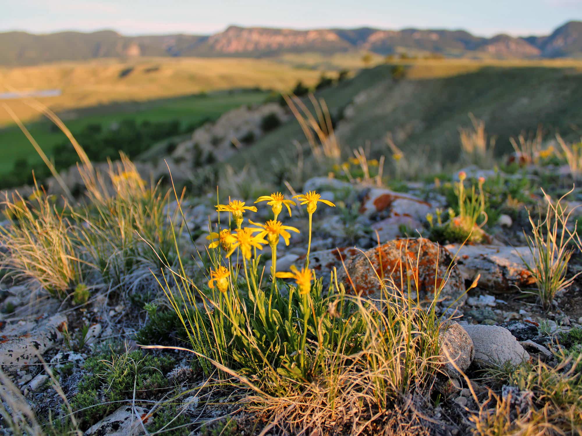 Yellow wildflowers grow among grass and rocks in the foreground, with rolling green hills and distant mountains beneath a soft, partly cloudy sky—ideal scenery for a recreational land or cattle ranch basking in warm sunlight.