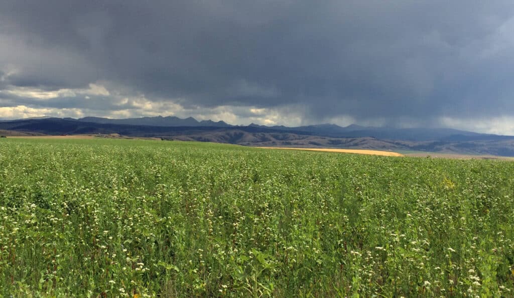 A green field with small white flowers stretches into the distance under a cloudy sky, ideal recreational land with mountains and dark rain clouds visible on the horizon.