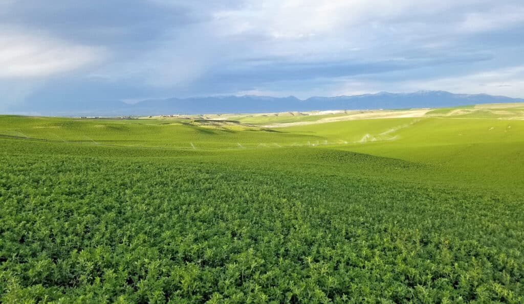 A lush green field stretches into the distance under a partly cloudy sky, with rolling hills and distant mountains visible on the horizon—an ideal cattle ranch for sale.