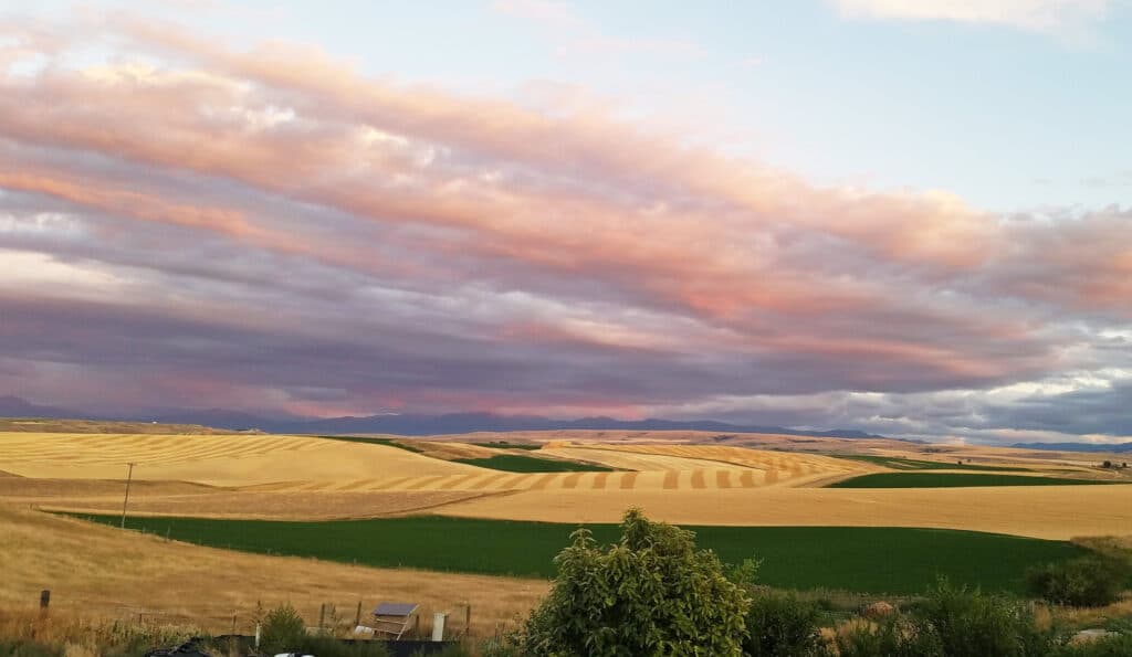 A scenic landscape of rolling golden fields with green patches under a dramatic sky streaked with pink and purple clouds at sunset. Some shrubs and a small structure are visible in the foreground, ideal for a cattle ranch or land for sale.