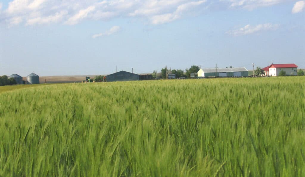 A green field of tall grass or crops with several farm buildings, silos, and a red-roofed house in the background under a mostly blue sky with some clouds—perfect recreational land or cattle ranch potential.