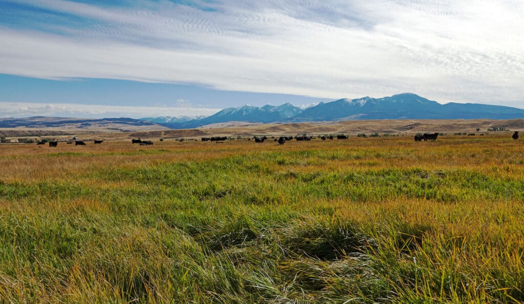 A herd of black cattle grazes on a grassy field under a partly cloudy sky, with distant mountains in the background—perfect recreational land or ranch for sale.