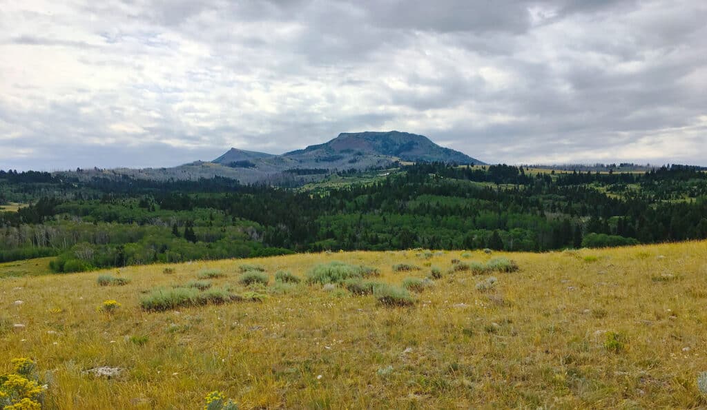 Wide view of a grassy meadow with patches of wildflowers in the foreground, dense green forest in the middle ground, perfect recreational land or hunting property, and a mountain under a cloudy sky in the background.