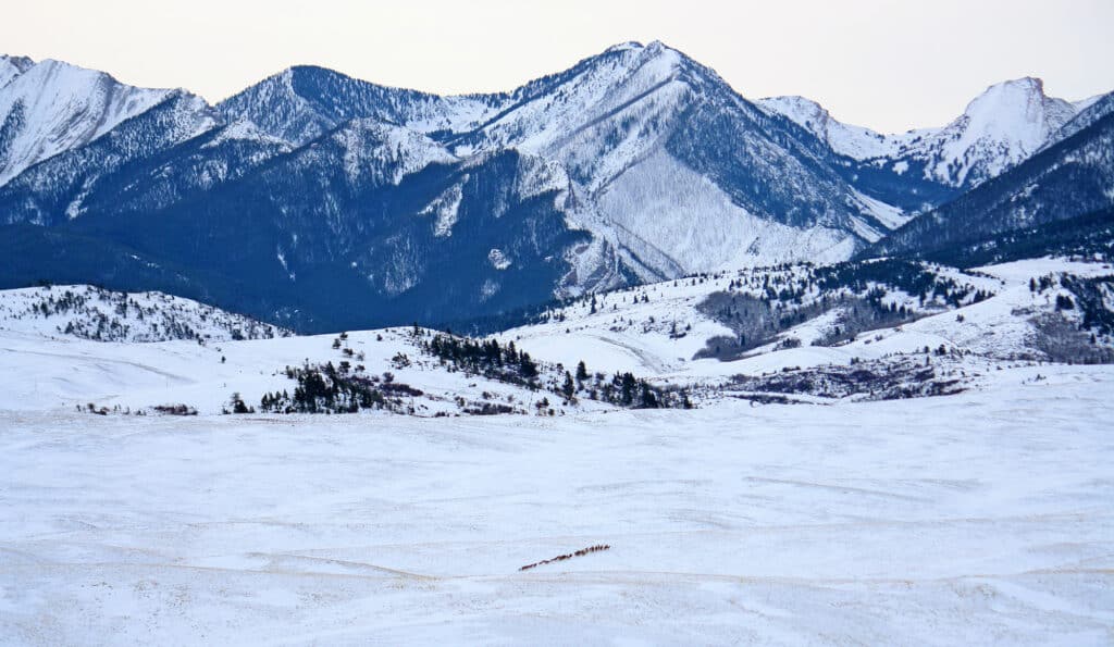 A snowy landscape with distant mountains forms a serene backdrop as a herd of elk walks across the white expanse in the foreground. Sparse trees dot the snow-covered hillside, showcasing prime recreational land for sale.