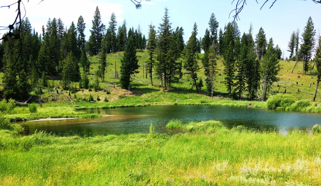 A small, calm pond surrounded by lush green grass and wildflowers, with tall pine trees on a sloping hill in the background under a clear, sunny sky—an ideal hunting property or scenic land for sale.