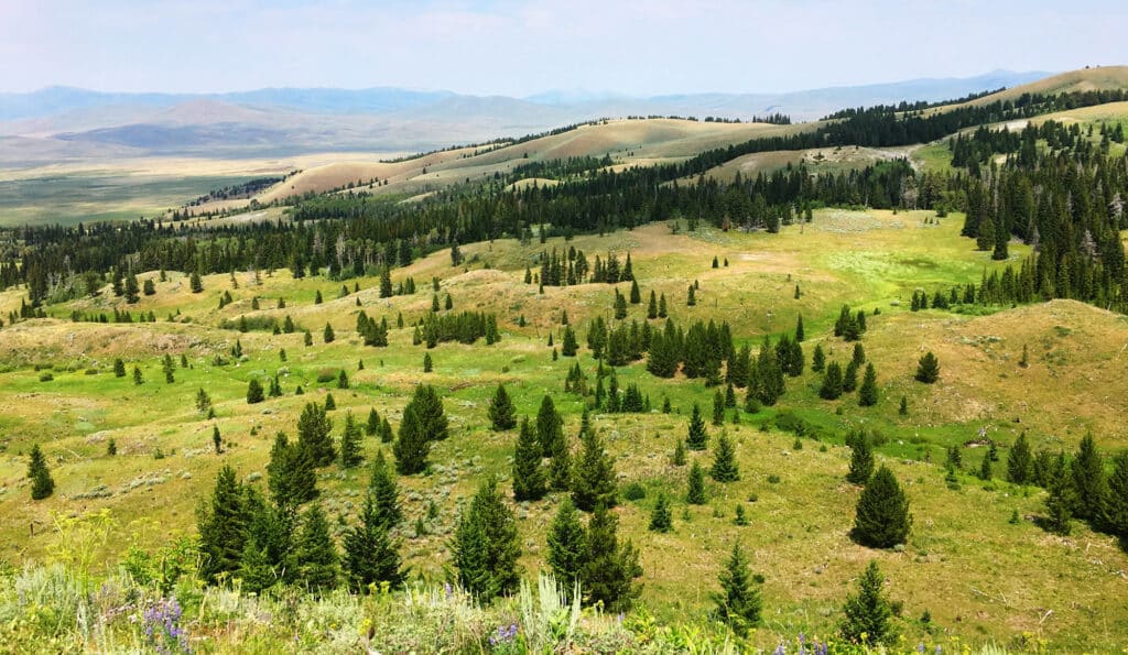 Rolling hills covered in green grass and scattered pine trees stretch into the distance under a hazy sky, with mountains visible on the horizon. Wildflowers grow in the foreground, making this ideal recreational land or hunting property.