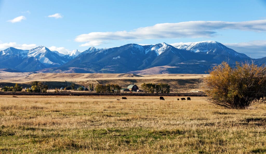 Cattle graze in a golden field on a picturesque cattle ranch, with a barn, trees, and distant snow-capped mountains under a blue sky with scattered clouds.