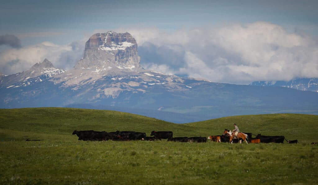 A cowboy on horseback herds cattle across a grassy plain with a dramatic, snow-capped mountain peak and cloudy sky, capturing the spirit of life on a cattle ranch.
