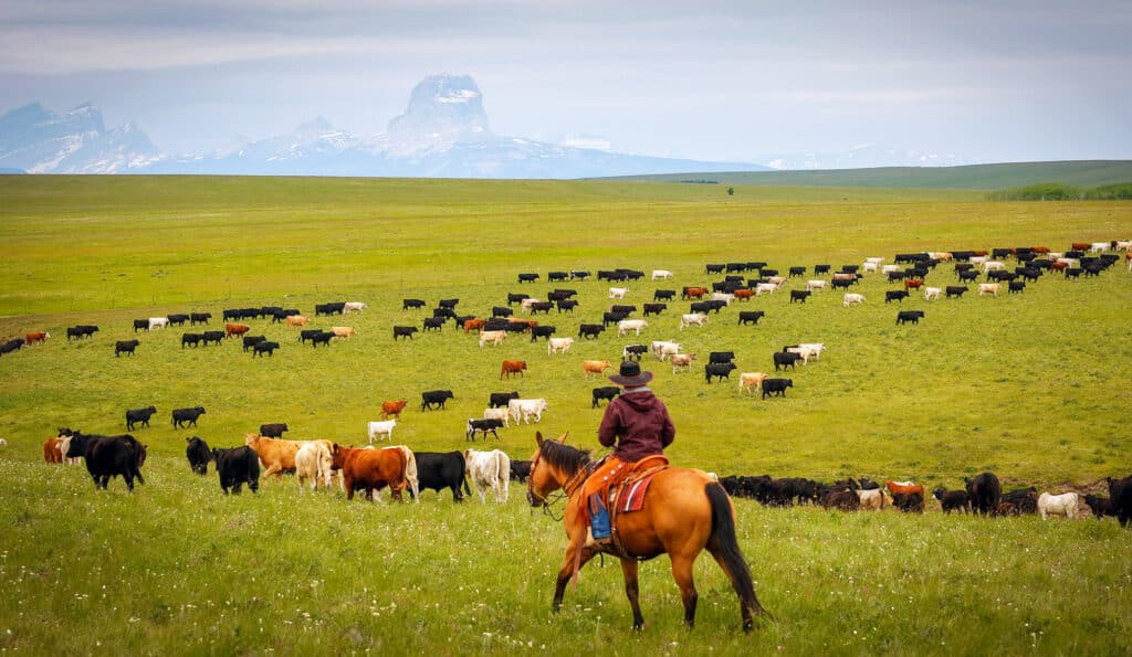 A person on horseback herds a large group of cattle across a green grassy plain on a scenic cattle ranch, with mountains in the background under a cloudy sky.