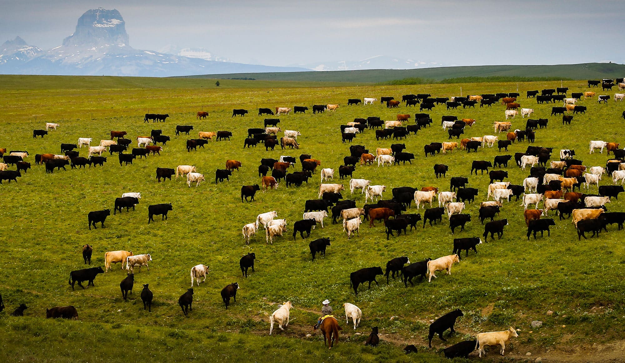 A large herd of cattle grazes on a green field with a person on horseback nearby; distant mountains with patches of snow are visible under a cloudy sky—ideal recreational land or ranch for sale.