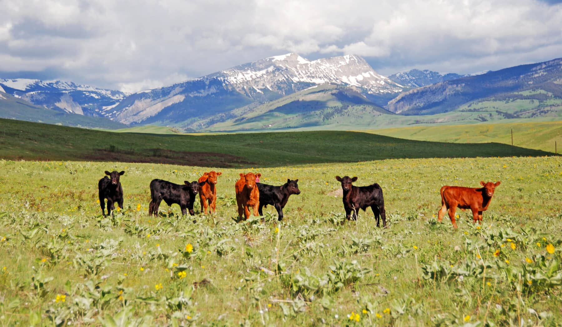 LF RANCH | Swan Land Company