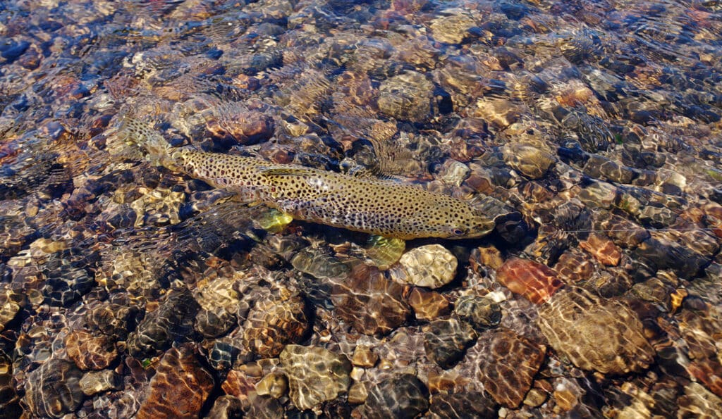 A brown, spotted fish swims in clear, shallow water above colorful stones on the riverbed of prime recreational land, with sunlight creating ripples and patterns on the fish and rocks.