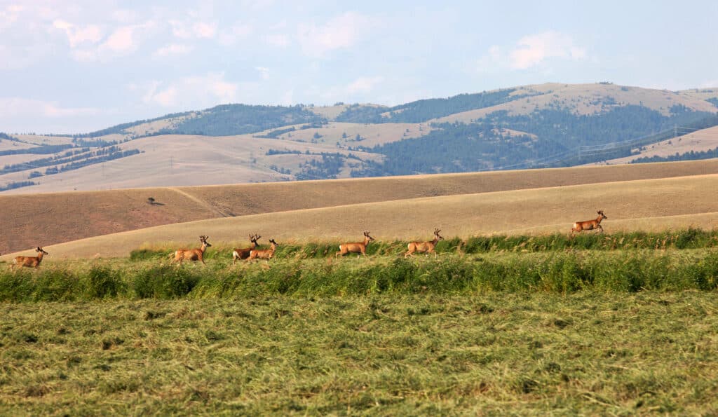 A herd of elk walks through tall grass with rolling hills and tree-covered mountains in the background, showcasing scenic recreational land under a partly cloudy sky.