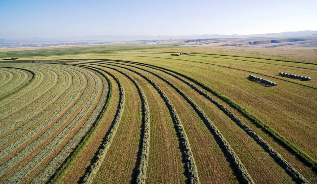 Aerial view of a large, open field with curved rows of freshly cut hay and scattered bales, stretching toward distant hills under a clear sky—perfect land for sale or as a future cattle ranch.