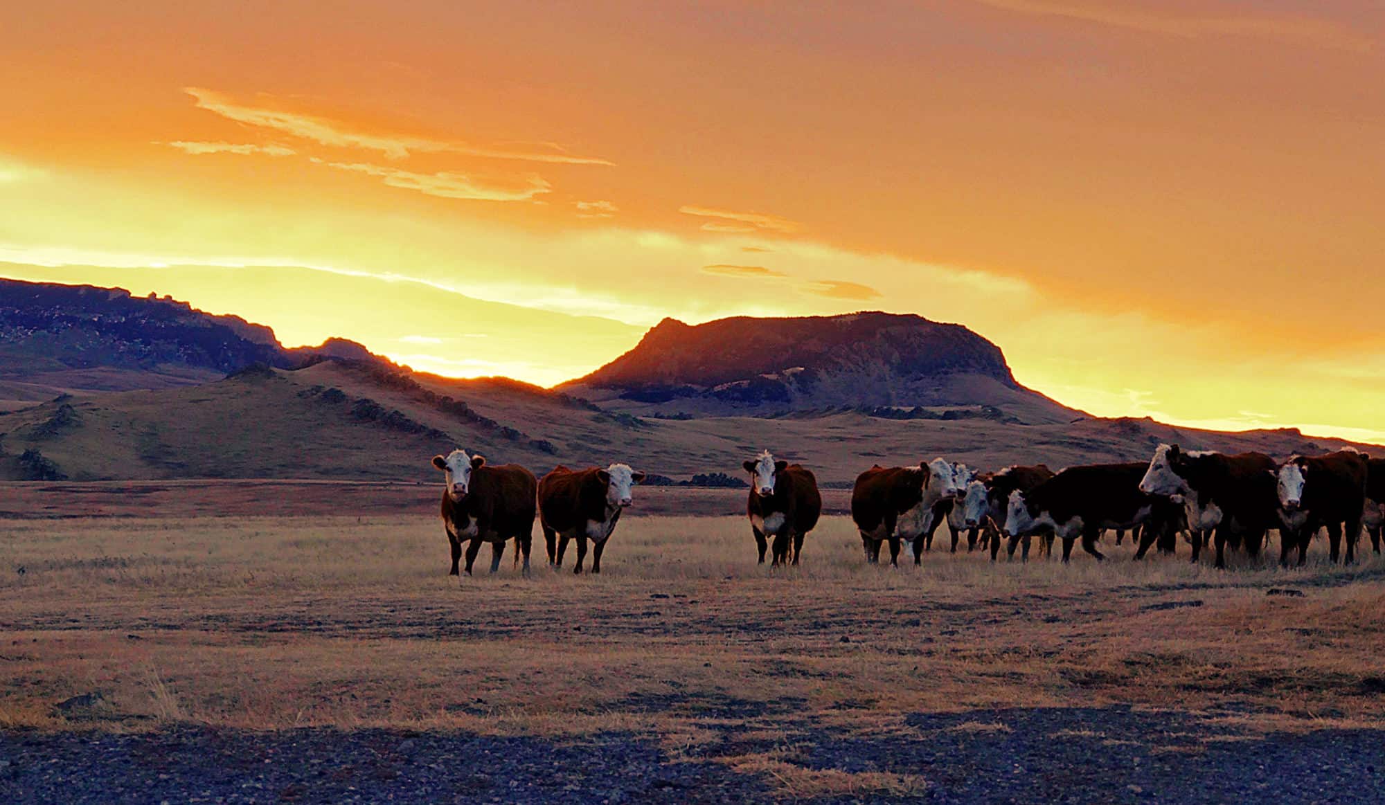 A herd of cows stands in a dry grass field at sunset, with mountains silhouetted in the background and an orange-yellow sky glowing above this scenic ranch for sale.