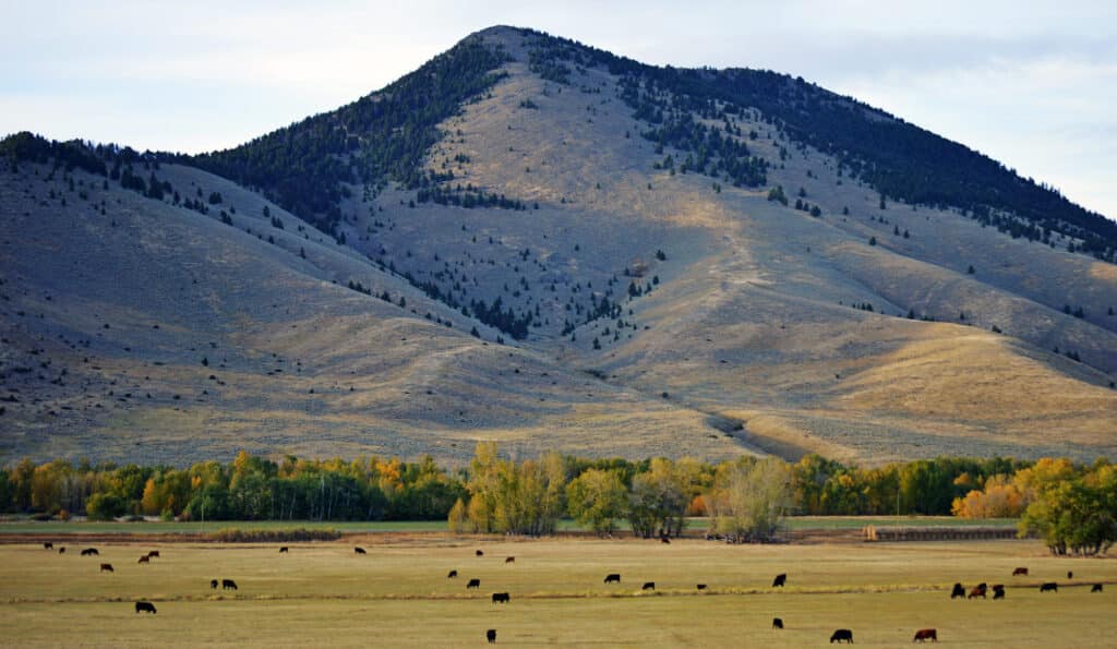 Cows graze in a grassy field with scattered trees in autumn colors, set against a gently sloping mountain—an ideal ranch for sale or recreational land surrounded by natural beauty.