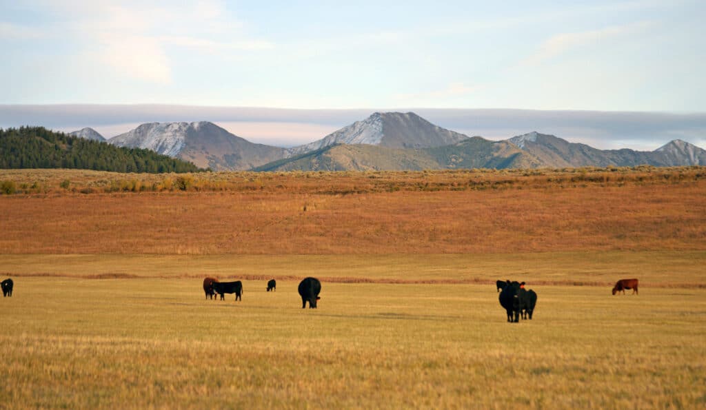 Cattle graze on a grassy plain of recreational land with rolling hills and snow-capped mountains in the background under a partly cloudy sky.