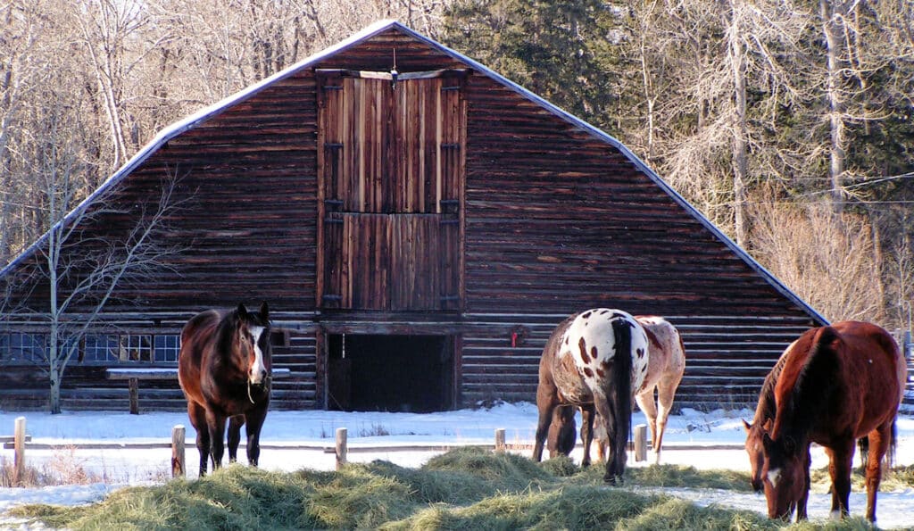 Four horses eat hay in front of a large wooden barn on a snowy winter day, with leafless trees and evergreens in the background—ideal scenery for a cattle ranch or recreational land for sale.