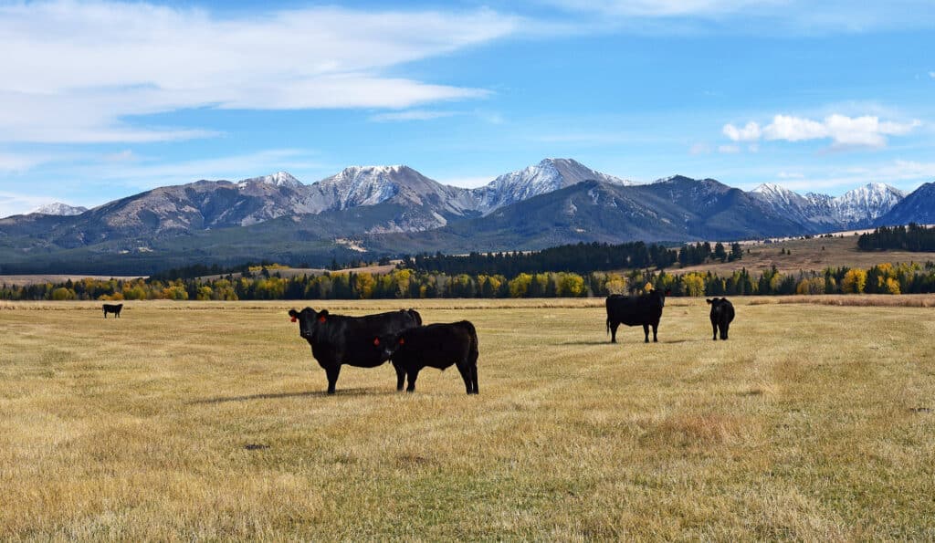 Black cows graze in a golden field under a blue sky with scattered clouds. Snow-capped mountains and autumn trees create a stunning backdrop, perfect for a scenic cattle ranch or recreational land.