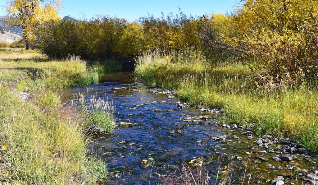 A clear, shallow stream flows through a grassy meadow on recreational land with yellow-leaved bushes and trees on both sides under a bright blue sky, suggesting early autumn.