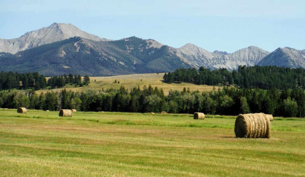Round hay bales scattered across a green field with trees and rugged mountains rising under a clear blue sky—perfect scenery for a ranch for sale or recreational land.