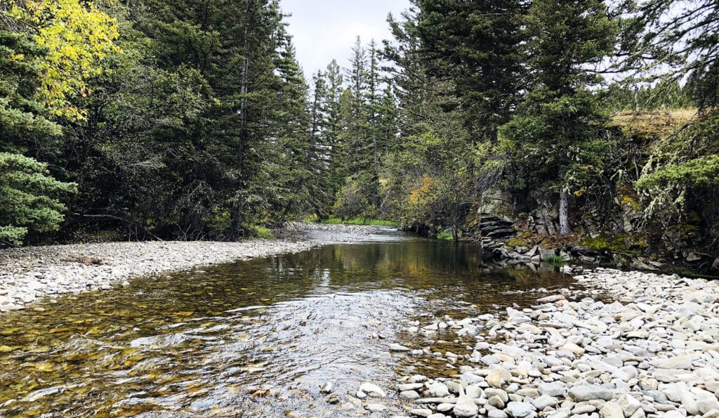 A clear, shallow stream flows over smooth rocks, surrounded by dense evergreens and greenery under a cloudy sky—ideal recreational land for those seeking peaceful forest settings.