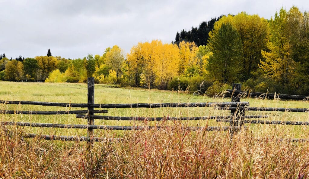 A rustic wooden fence runs through tall grass in front of a meadow with green and yellow autumn trees beneath a cloudy sky, perfect for a ranch for sale, with a forested hill in the background.
