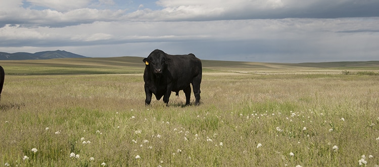 A large black bull stands in a grassy field dotted with white wildflowers under a cloudy sky, with rolling hills and distant mountains in the background—perfect scenery for a cattle ranch or recreational land.