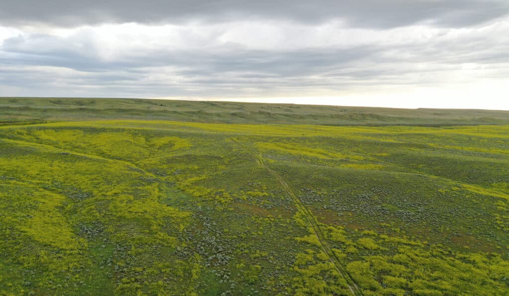 A vast, rolling landscape covered with patches of green grass and yellow wildflowers under a cloudy sky, with faint dirt paths winding across this potential cattle ranch.