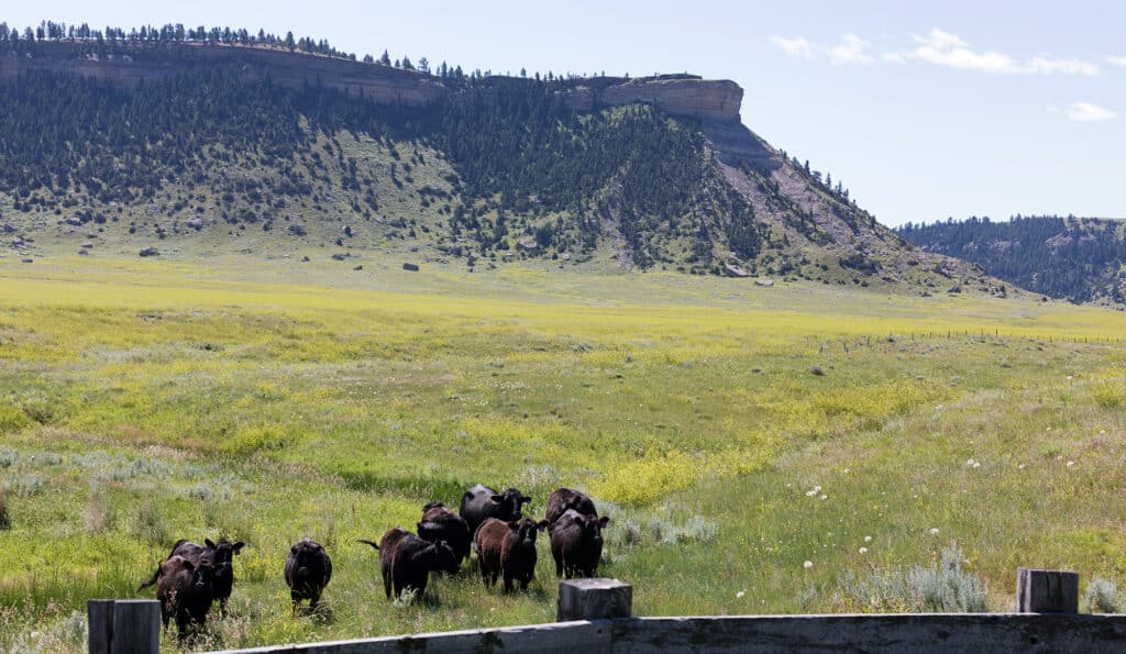 A group of black cattle graze in a grassy field on this scenic cattle ranch, with a rocky, tree-covered mesa rising in the background under a partly cloudy sky. A wooden fence is visible in the foreground.
