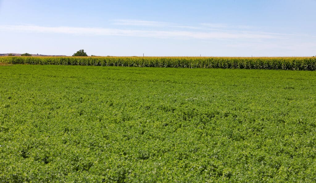 A lush green field with dense vegetation in the foreground and a taller crop, possibly corn, growing in the background under a clear blue sky—ideal recreational land or ranch for sale.