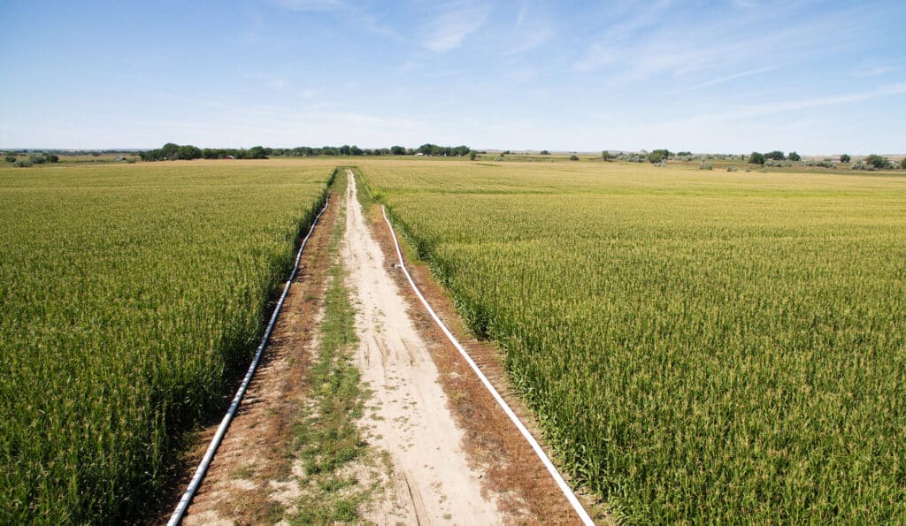 A dirt road winds through the middle of a large, green field of crops under a blue sky with wispy clouds—ideal scenery for a ranch for sale, with trees and open land visible in the distant background.