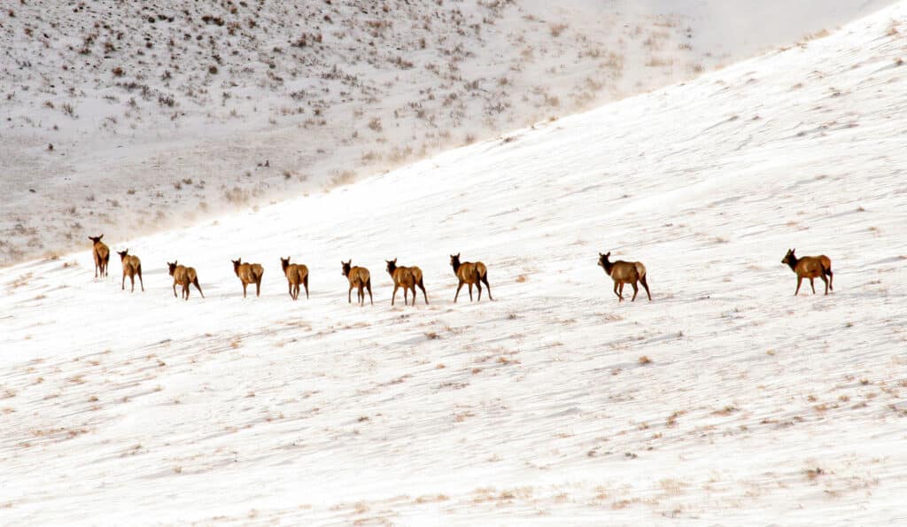 A group of elk walk in a line across a snow-covered hillside with patches of brown grass. The gently sloping, snowy landscape highlights the beauty and potential of this recreational land or future cattle ranch.